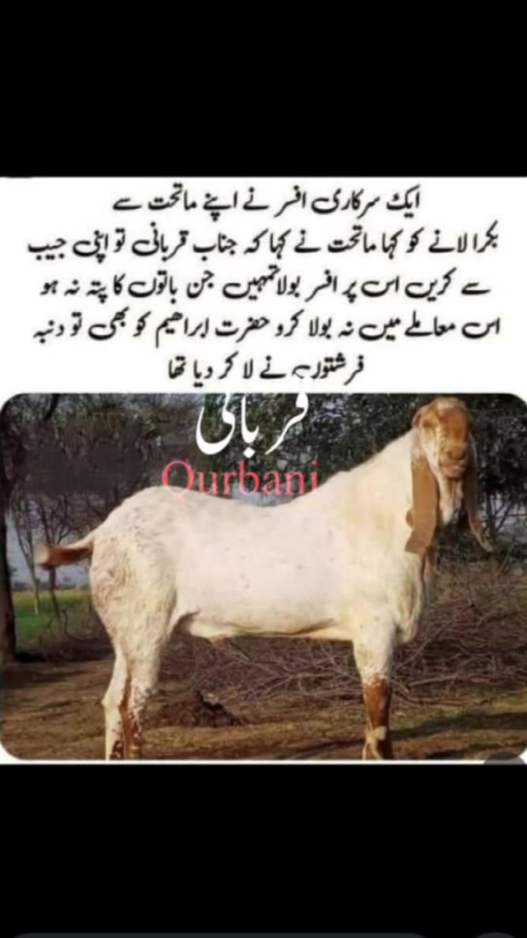 @💞 B-Live بھٹی کہروڑپکّا آلا💕