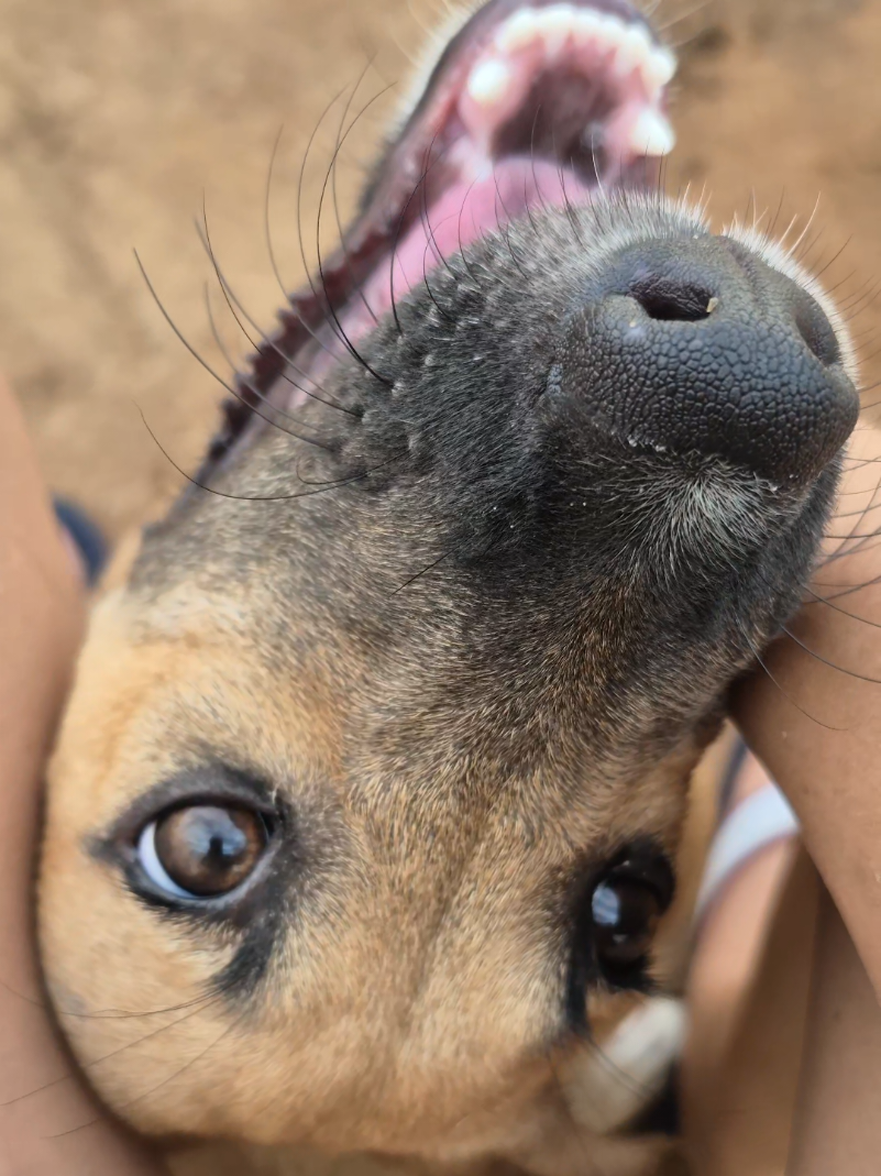 @Bimba/Nikita/Bruno🦴🐕