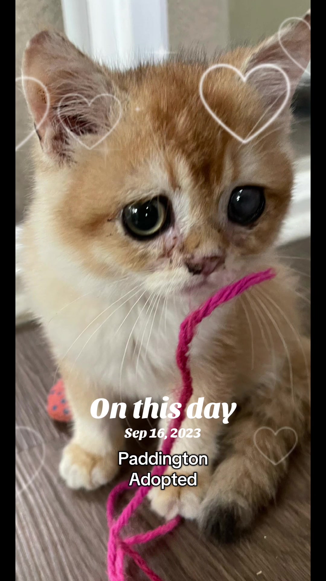 @North Toronto Cat Rescue
