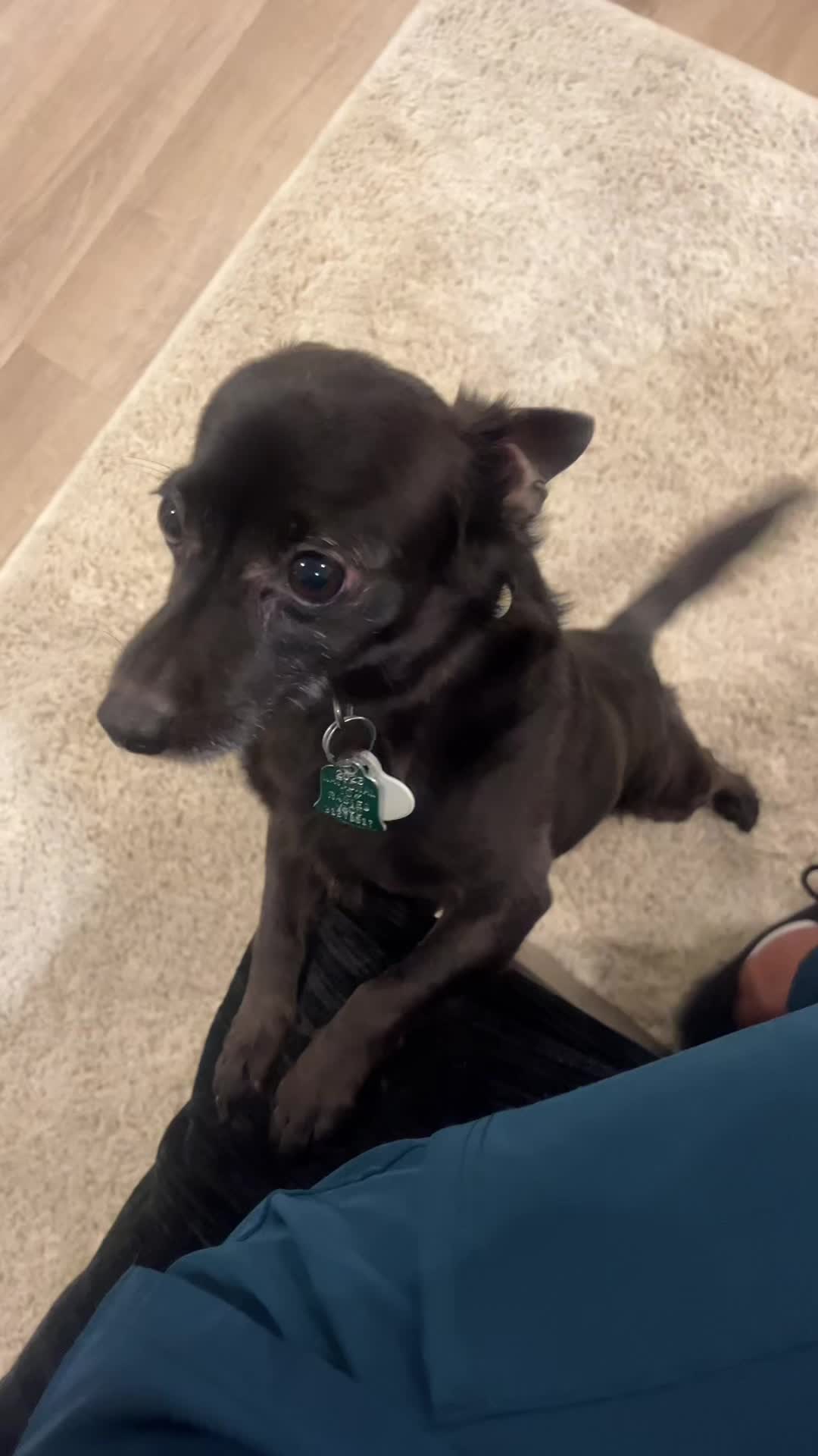 @Blackjack_Chihuahua