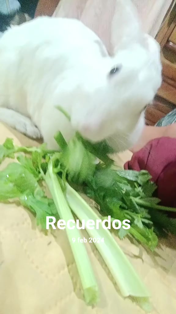 @chaparrita