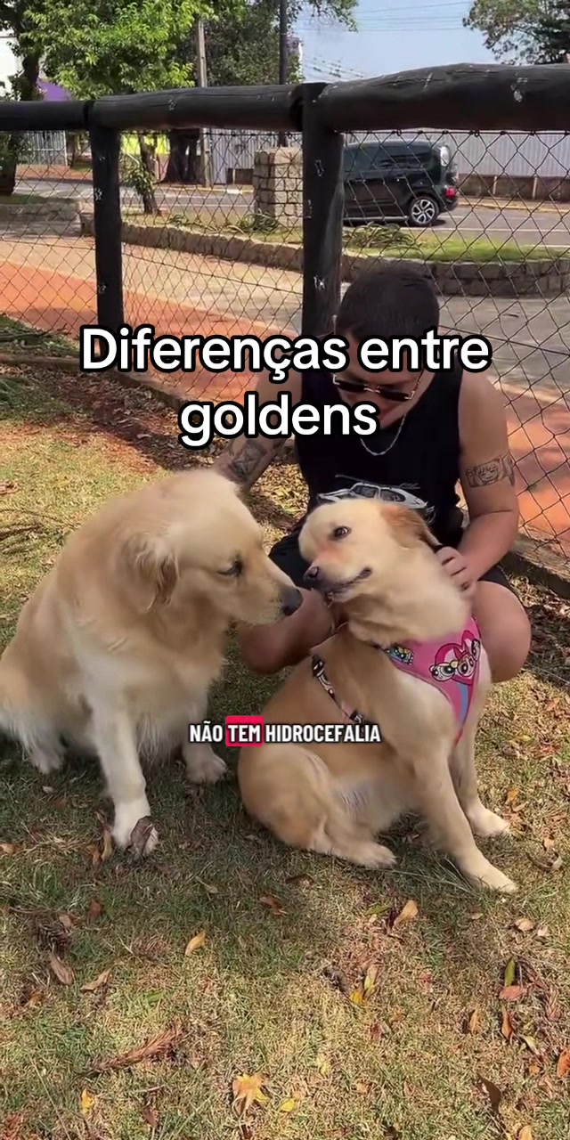 @Docinho, a golden especial.