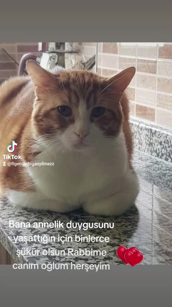 @DENiZ YILMAZ