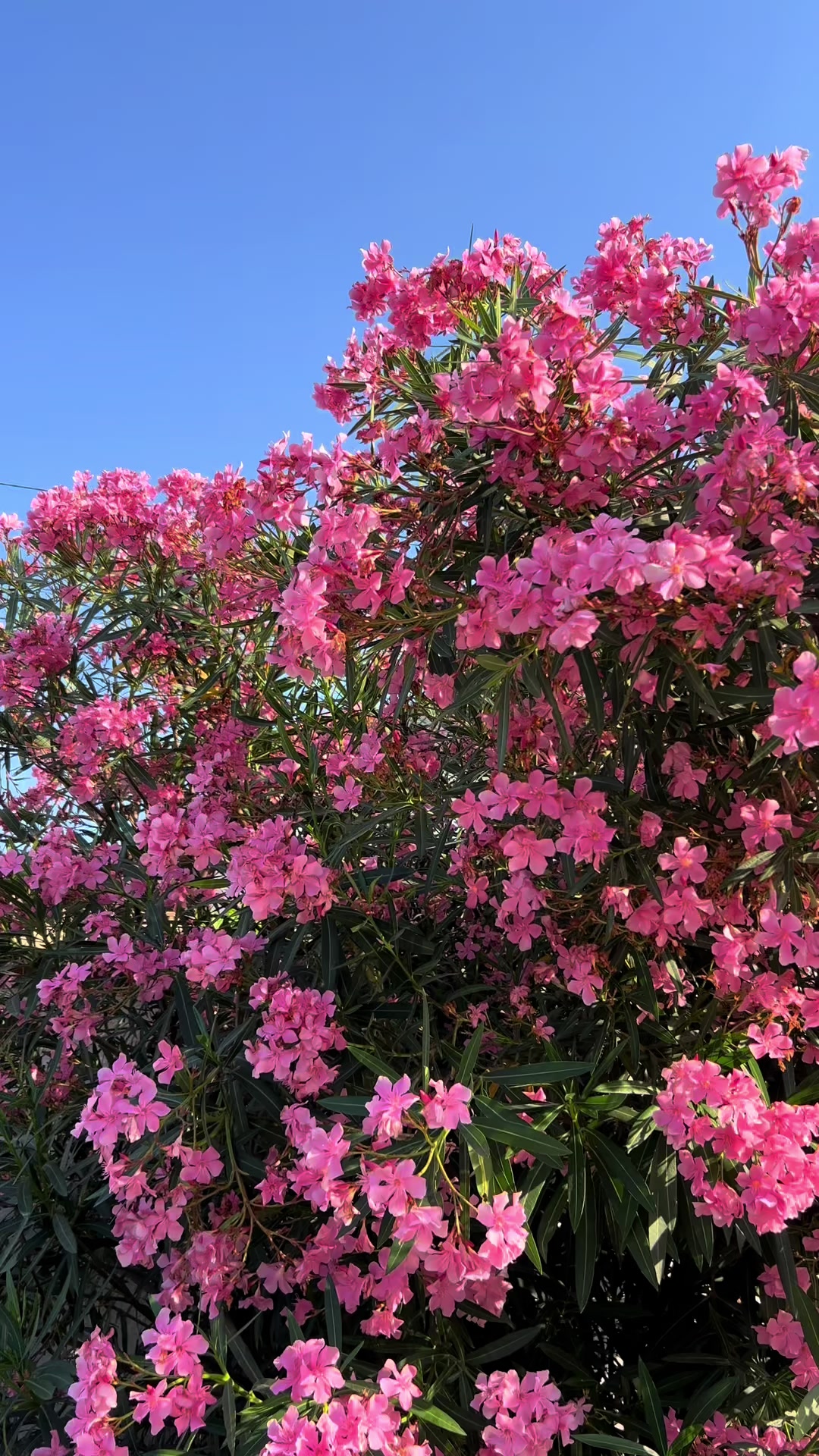 @Ainurashakh🕊️