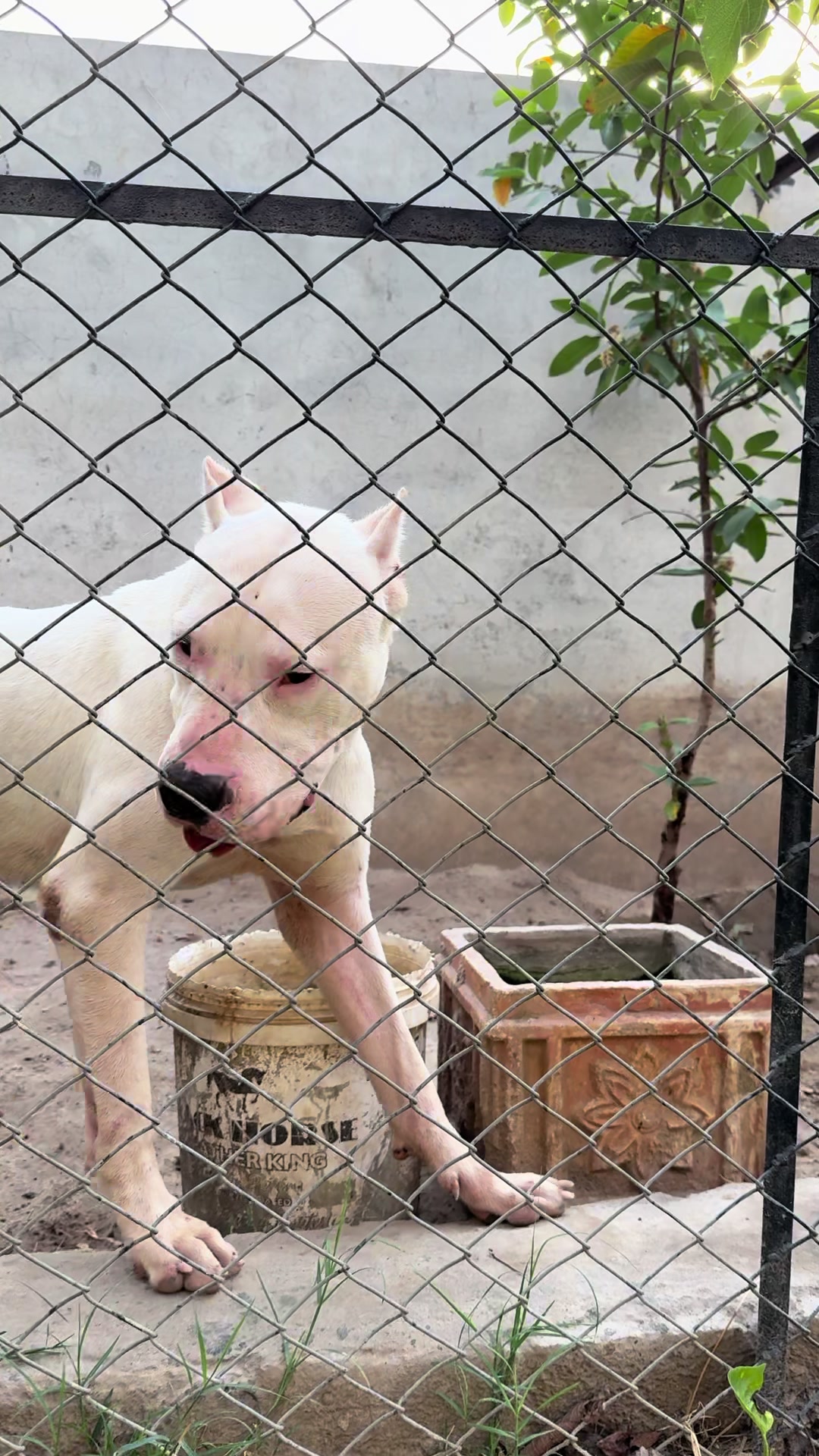 @LIGER the DOGO ARGENTINO