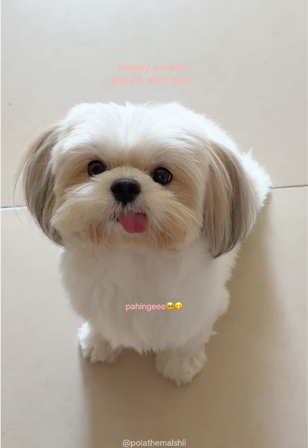 @POLA ˙𐃷˙