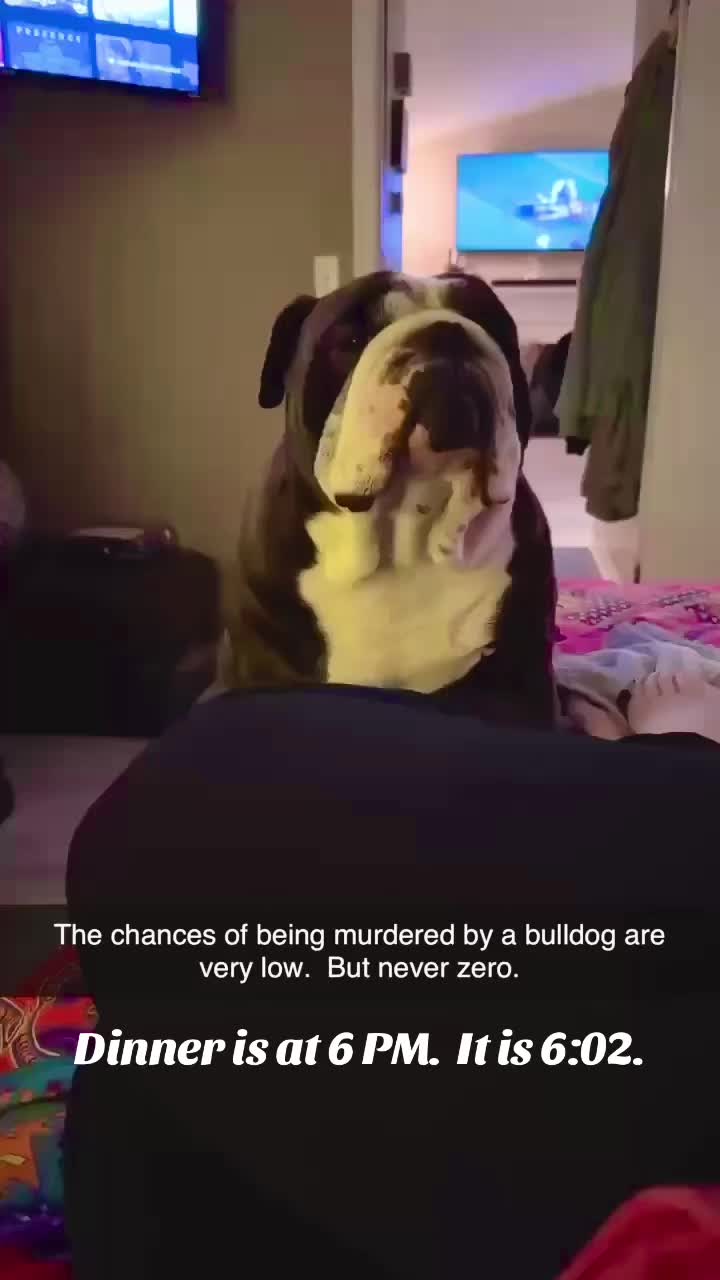 @Thehousefullofbulls❌