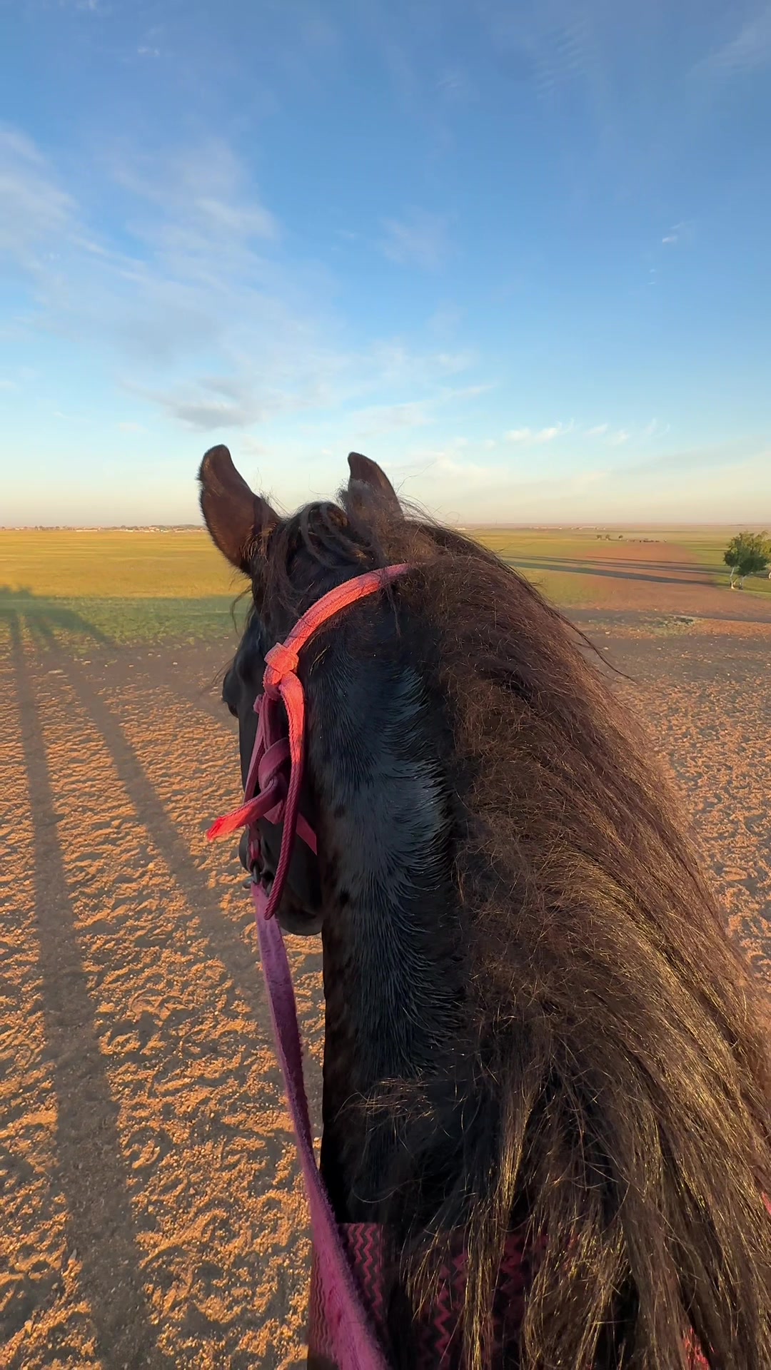 @NAZEKA🐎