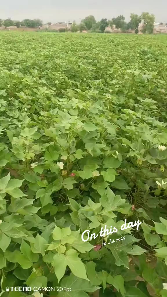 @Mr.Tori.Farming (pathologist)