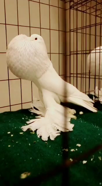 @EA Pigeons