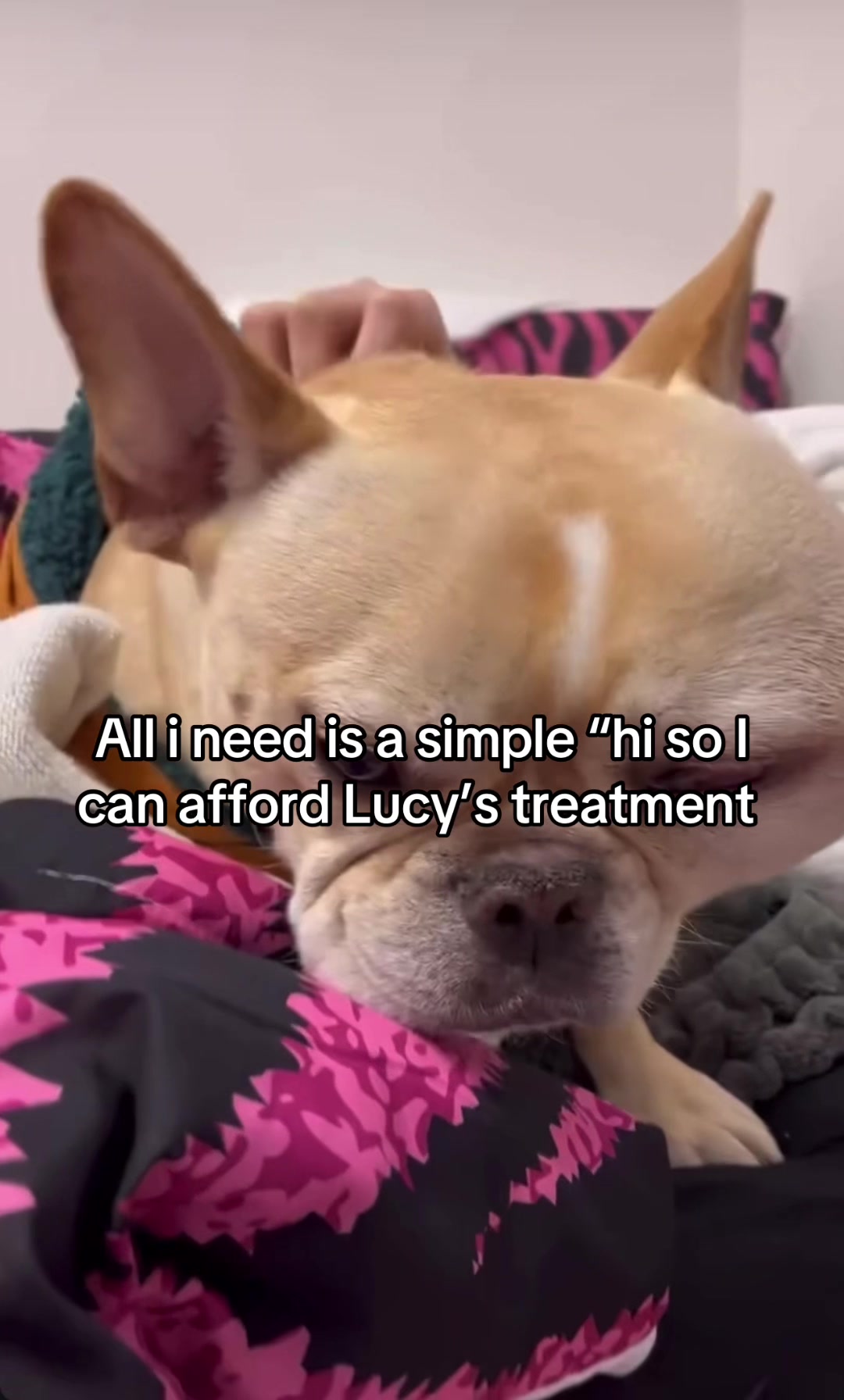 @Surgery for Lucy0