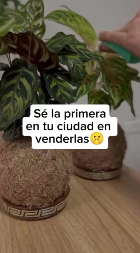 @Escuela de Kokedamas✅