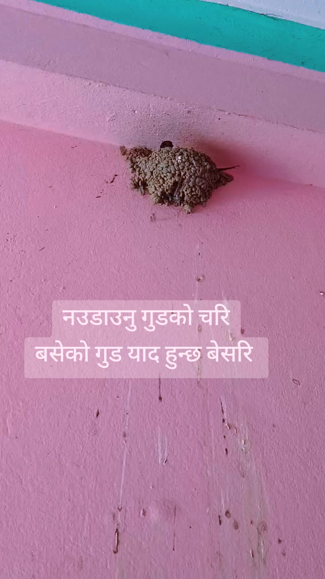 @🙏Bikram poudel🙏
