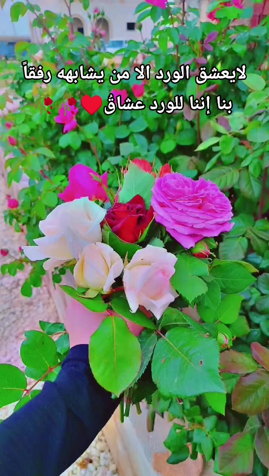 @عبير الورد🧡🍂
