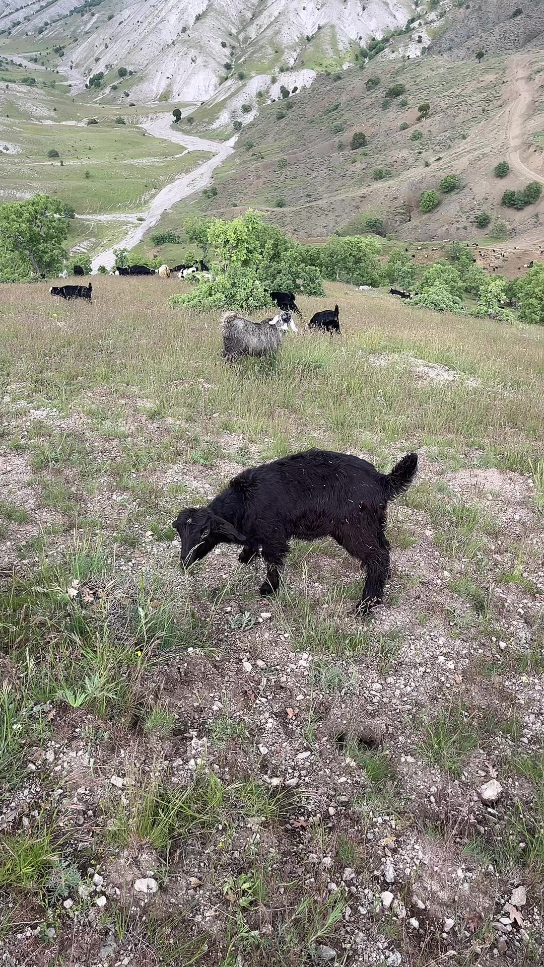 @Gazi.sarıkaya
