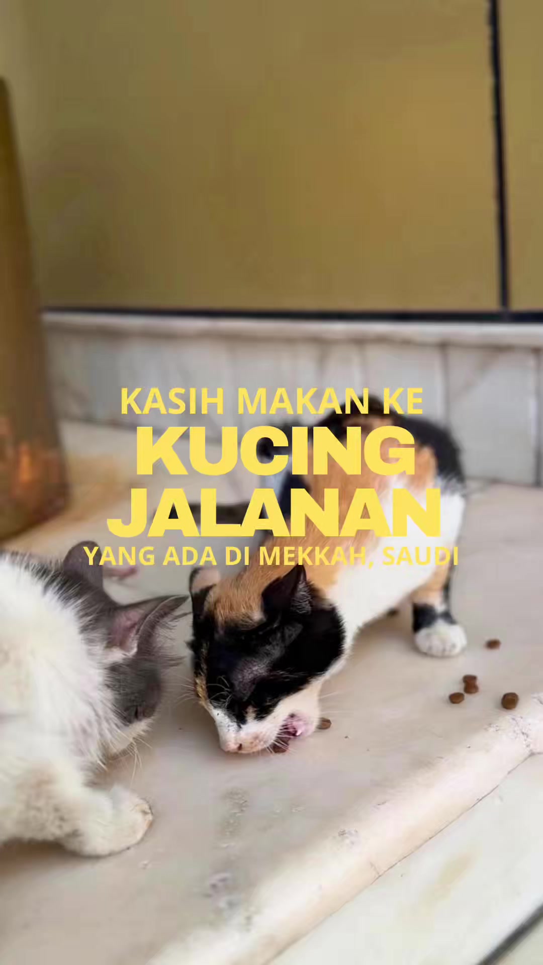 @bejo petmart