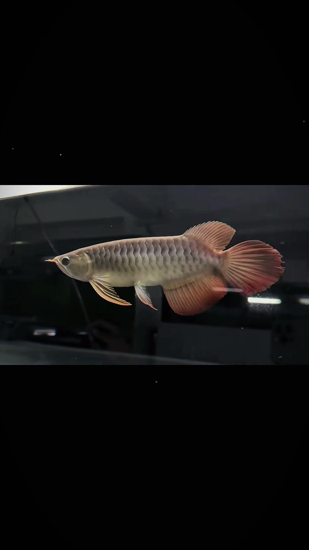 @網上看魚