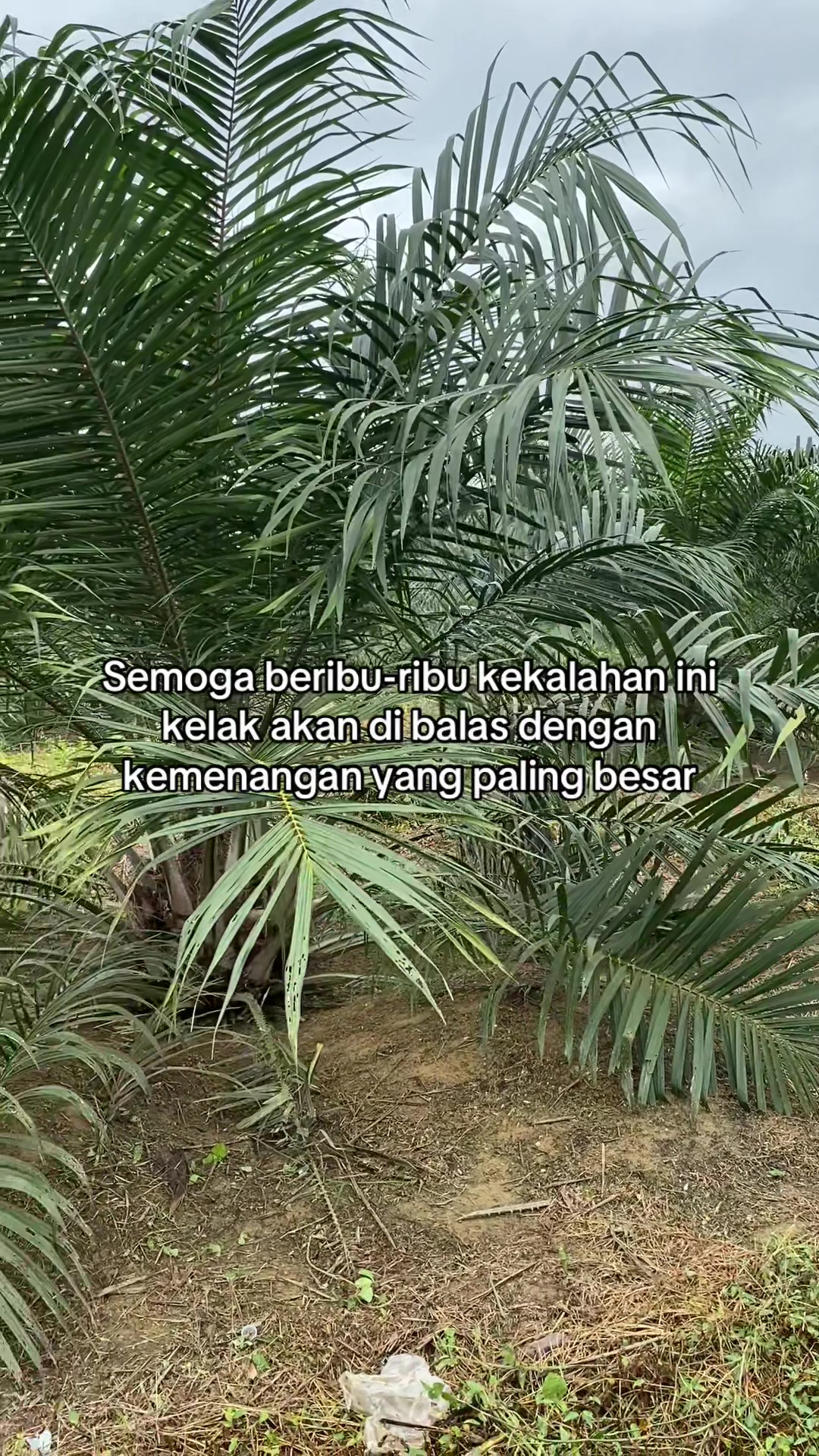 @Nildo Wiransyah