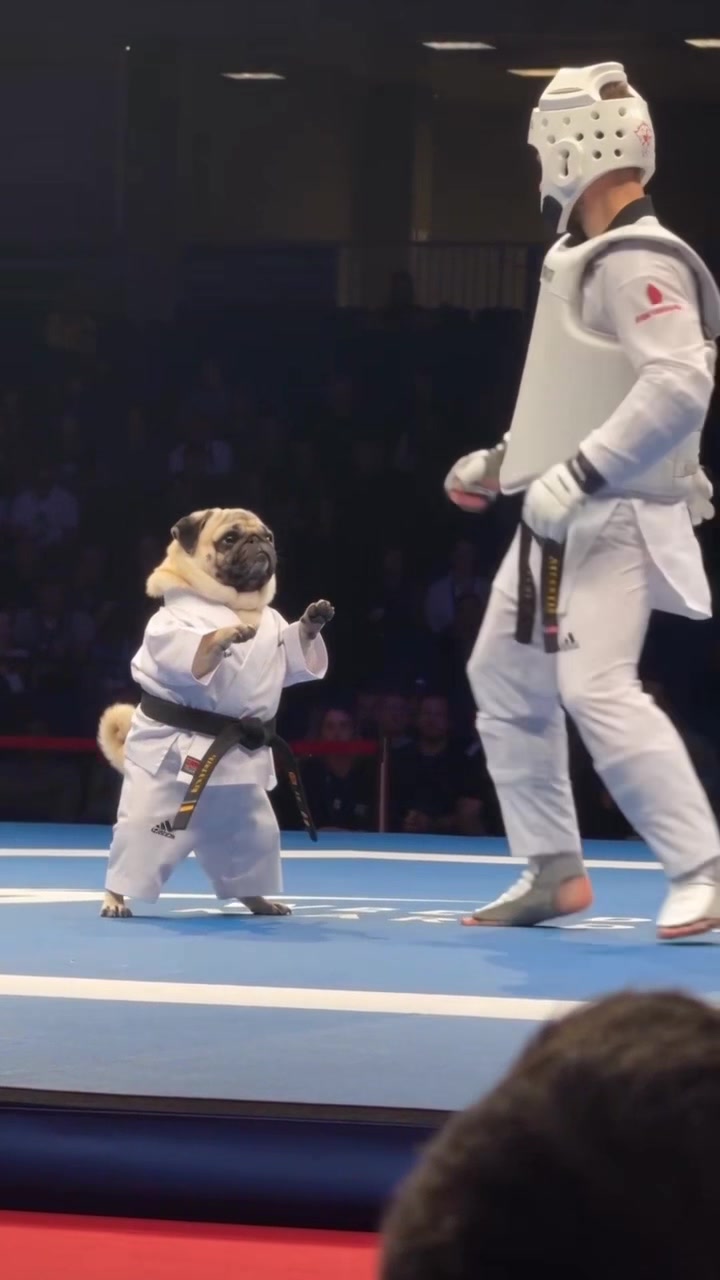 @Lucas The Pug