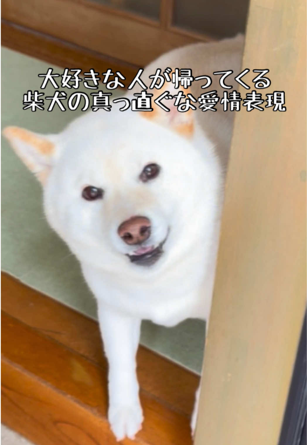 @白柴犬はる🌸
