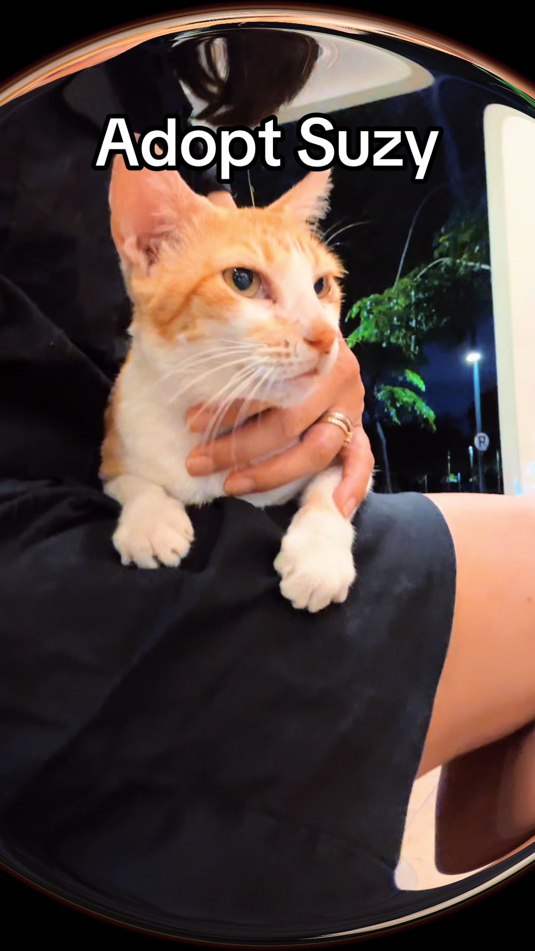 @Cats of BGC