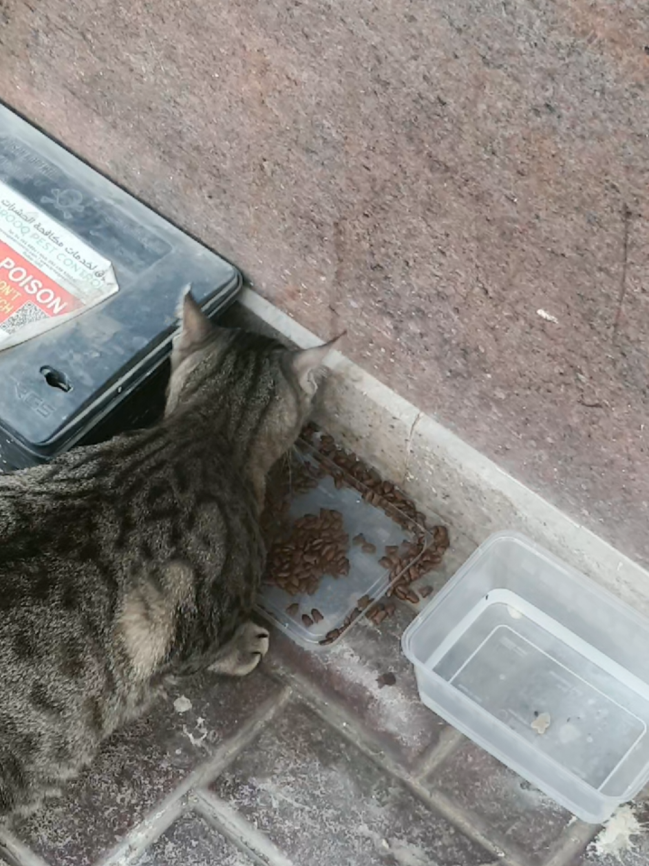 @🐾Feeding Stray Cats Daily🐈⬛