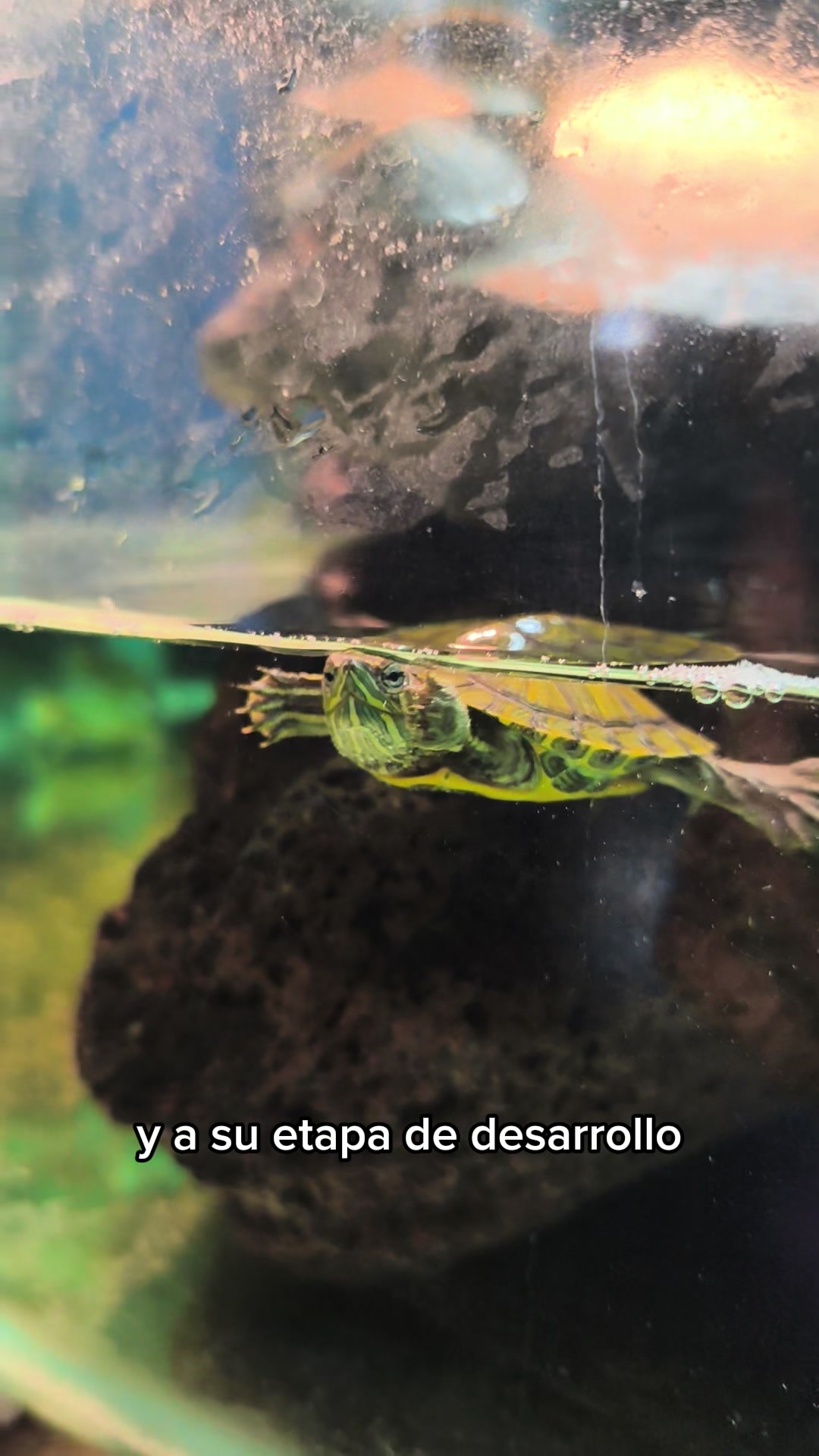 @Acuario Fish Lovers