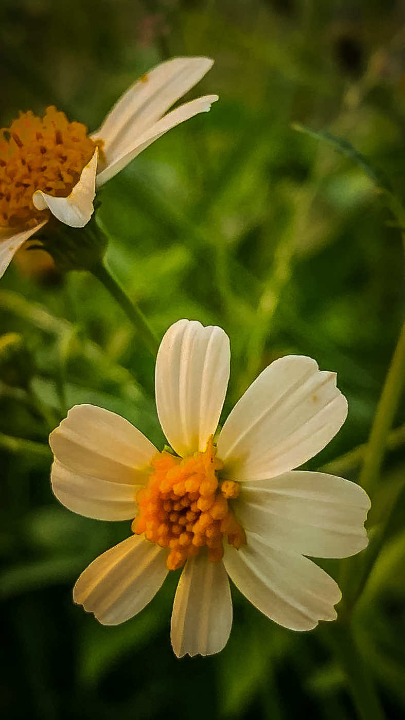 @𝑻𝒂̂𝒏 𝑻𝒉𝒊