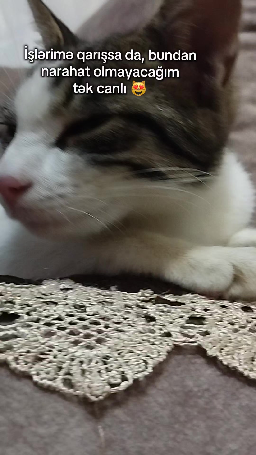 @🐾