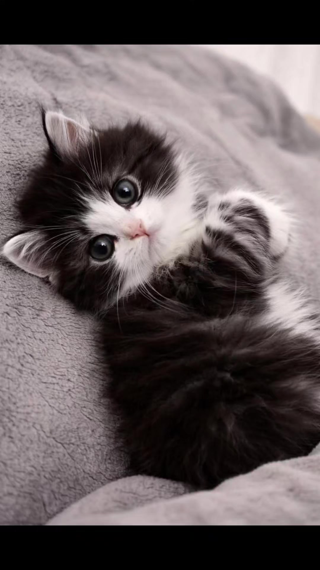 @MeowMagic