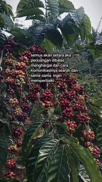 @PetaniMuda
