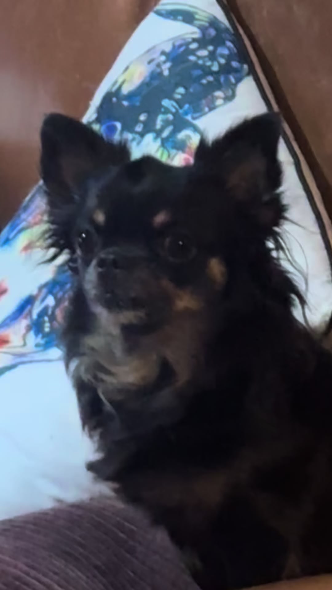 @Chihuahua family of love ๐