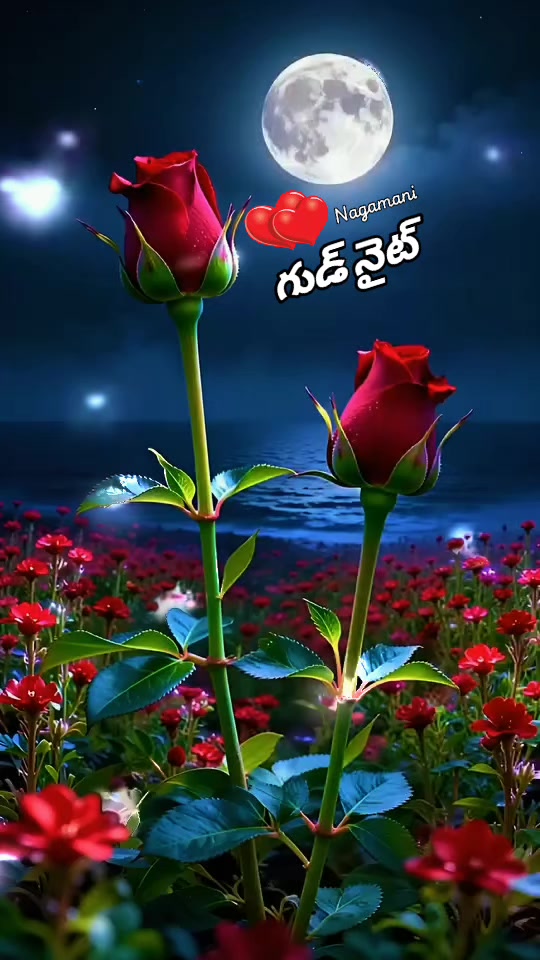 @🌿💞 Nagamani 💞🌿🌹Oman 🌹