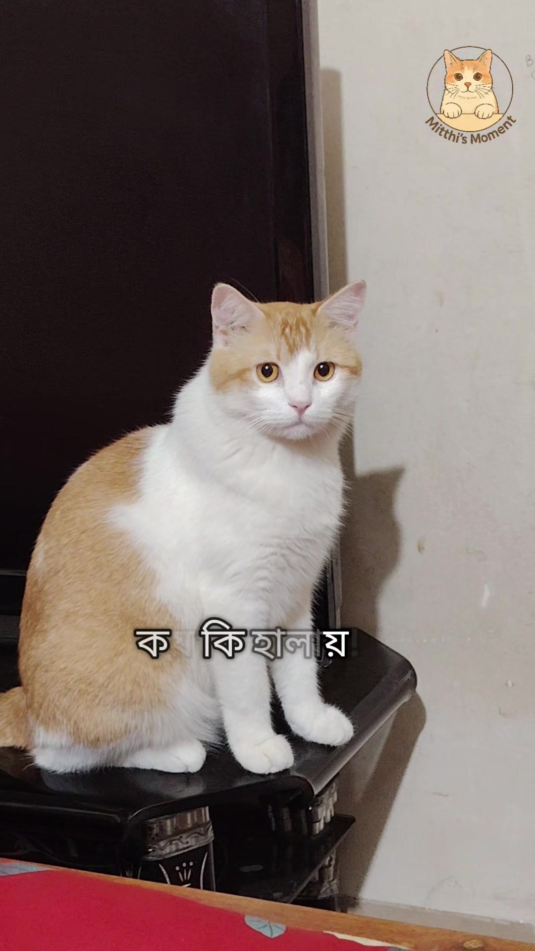 @Mitthi the Meow Meow