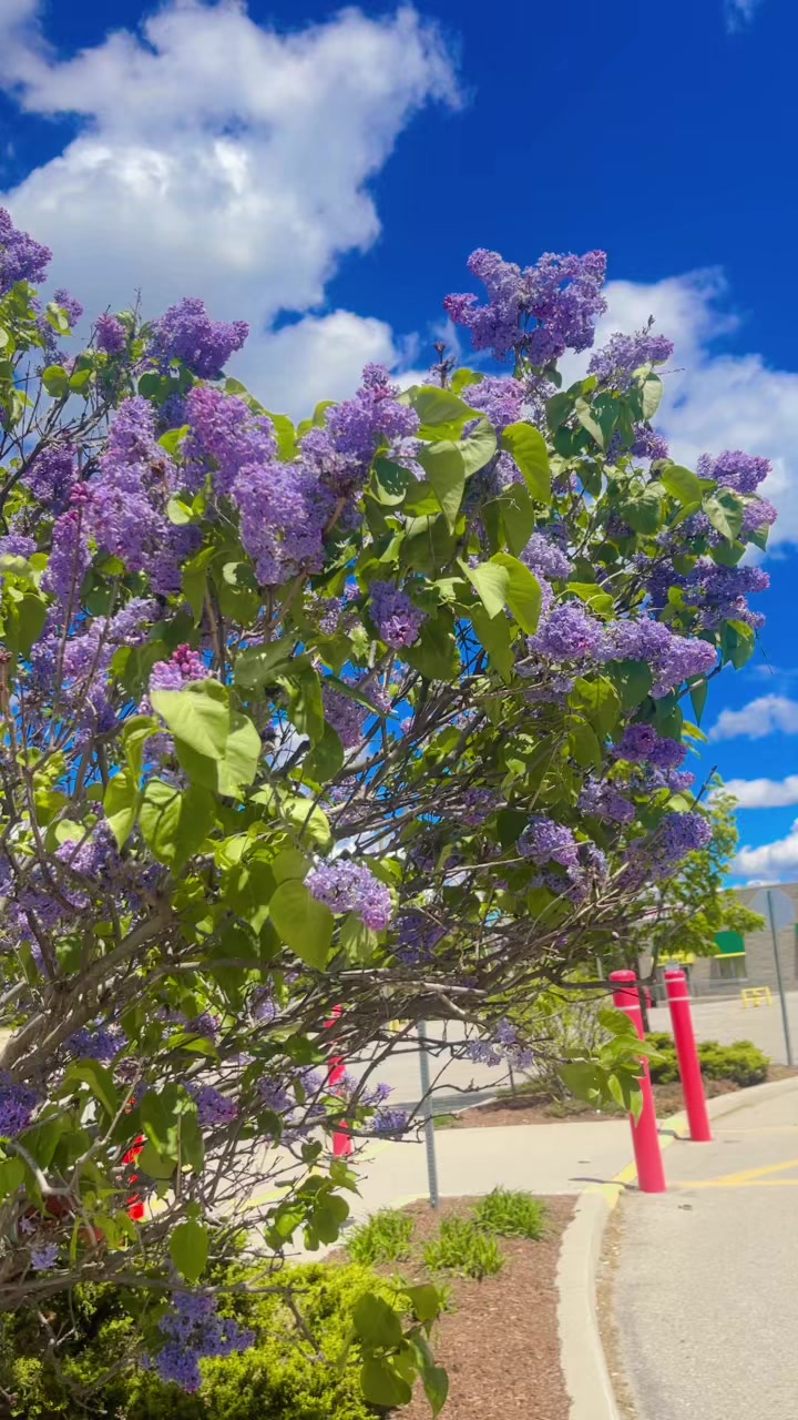 @🤗🇳🇵🇨🇦