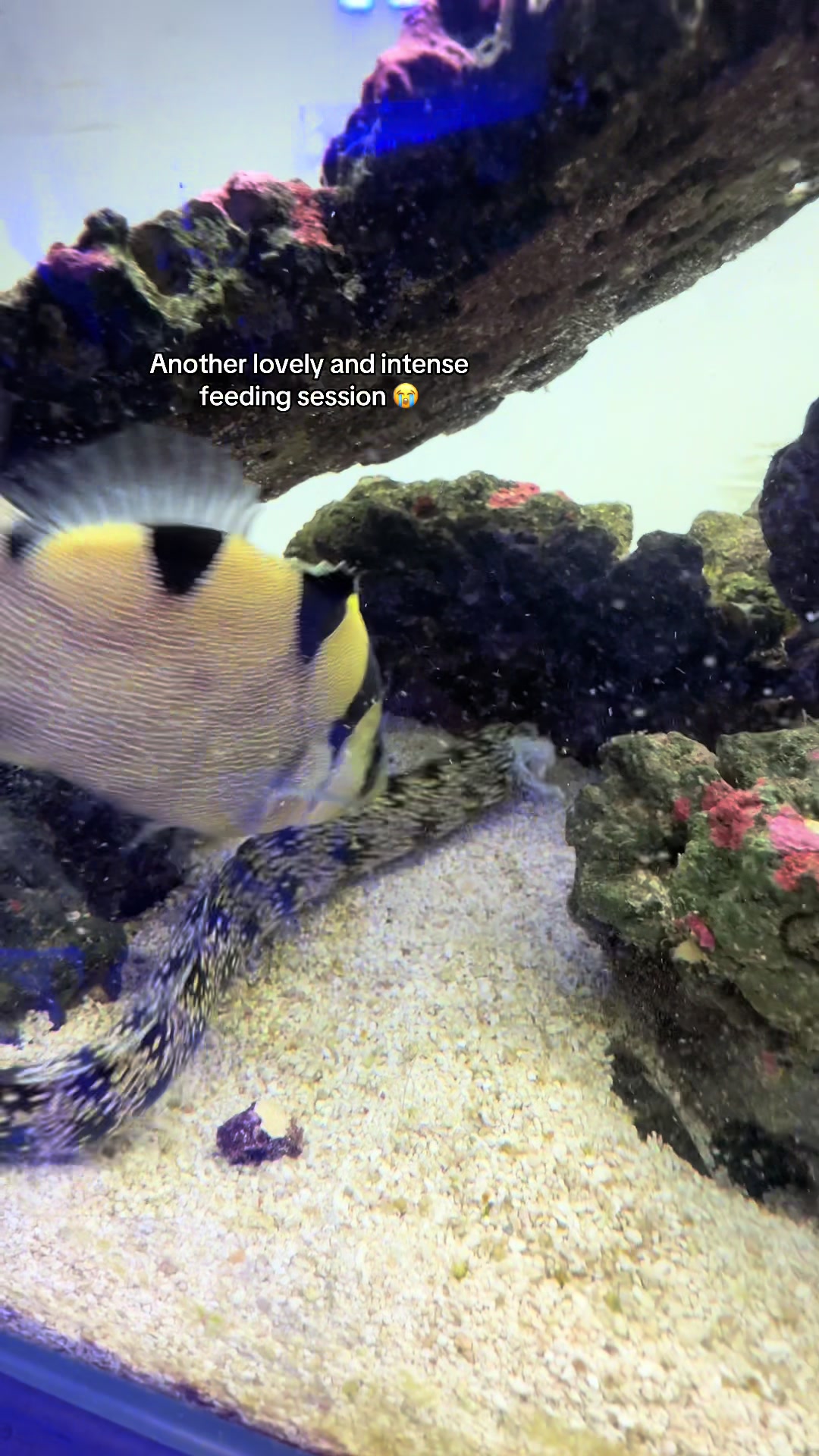 @ReefSync