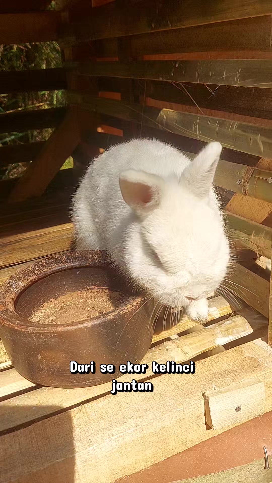 @Cileunyi Rabbit