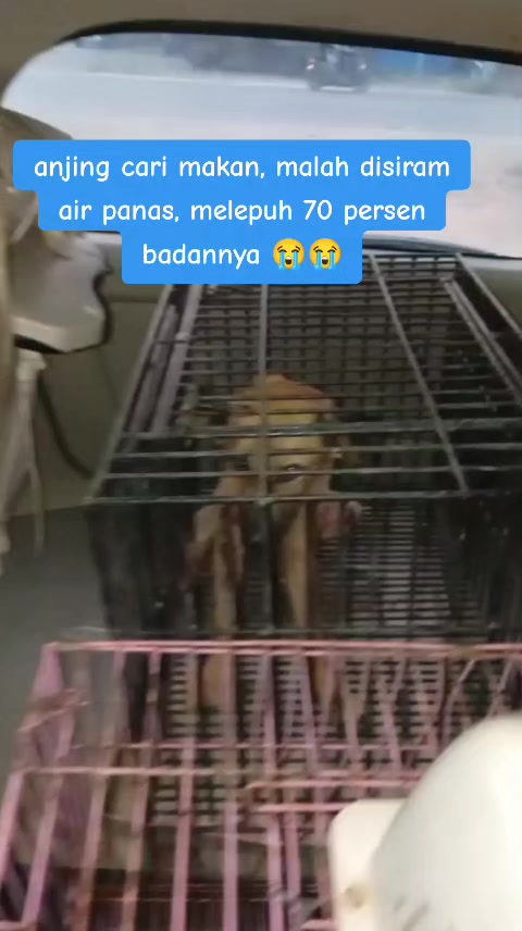 @JAMBI DOG LOVER✨