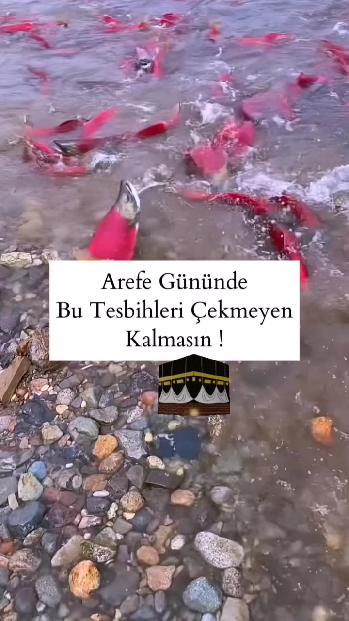 @🇹🇷👑𝕃𝔸𝔻𝕐👑𝔹𝕆𝕊𝕊👑🇨🇭
