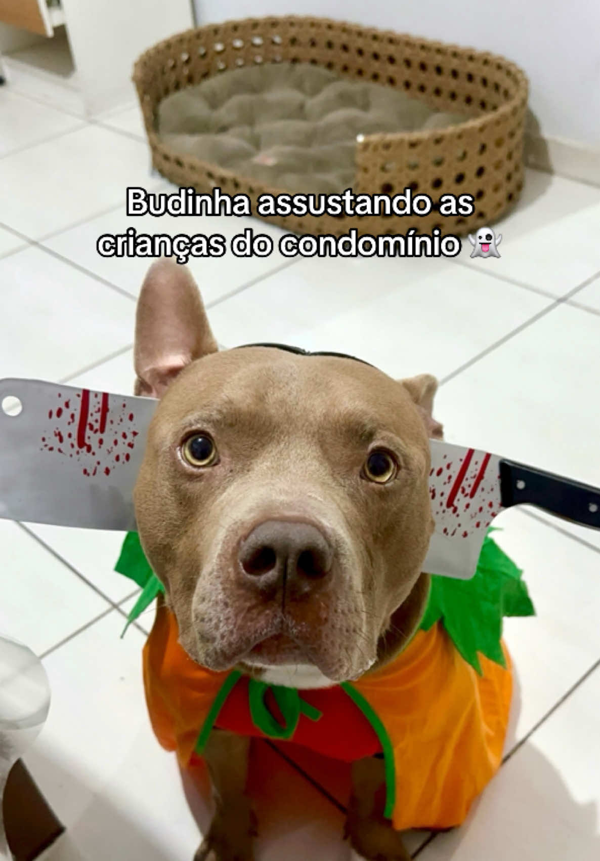 @tutoradobuda