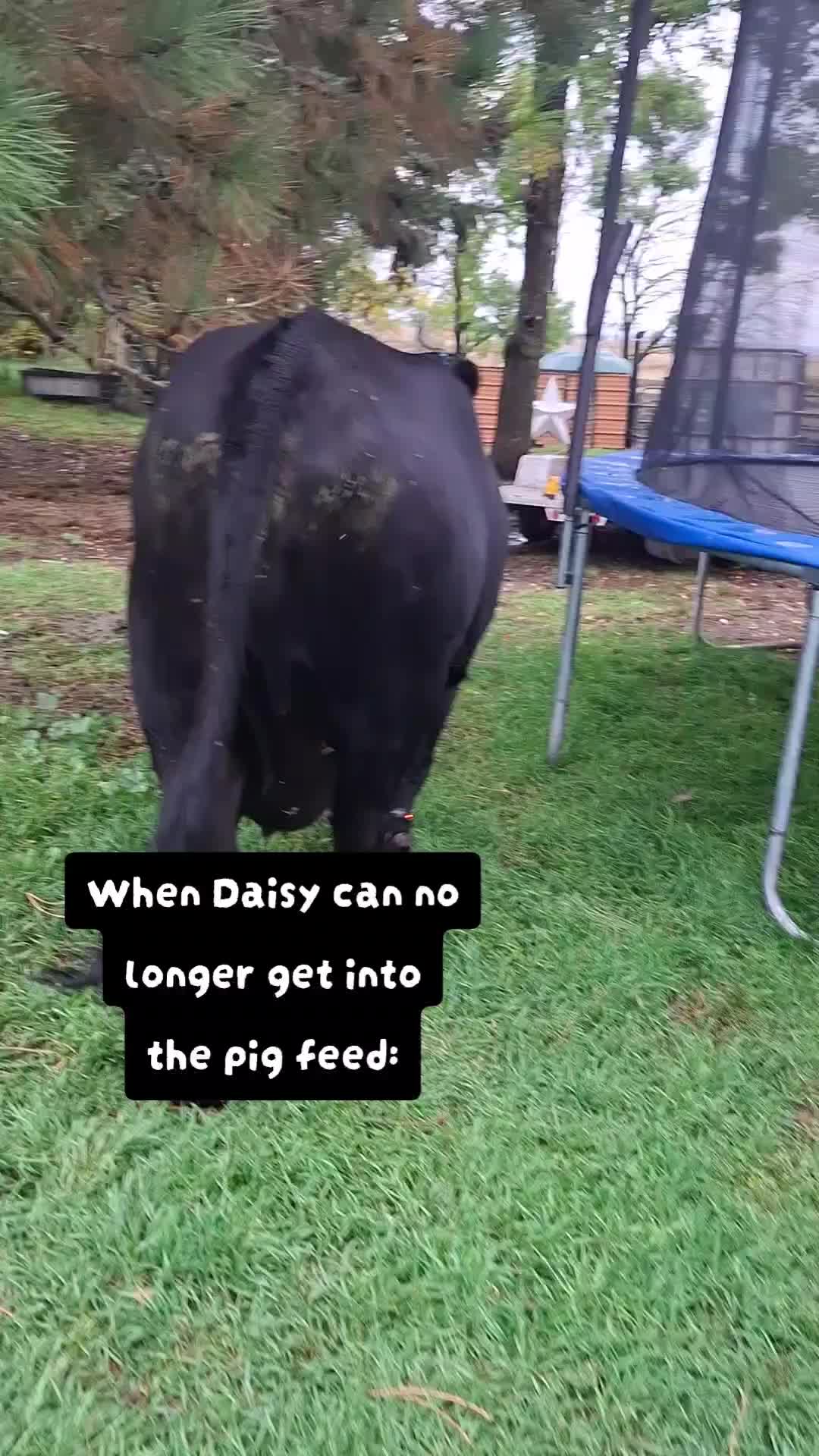 @Dakotafunnyfarm