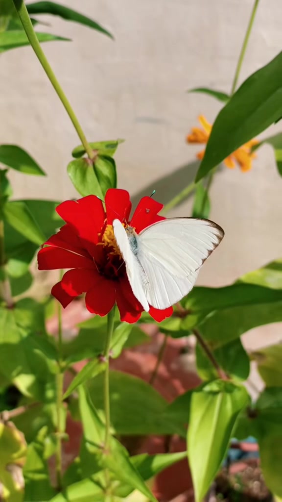 @Nature☘️🍀🍃🍁🌿