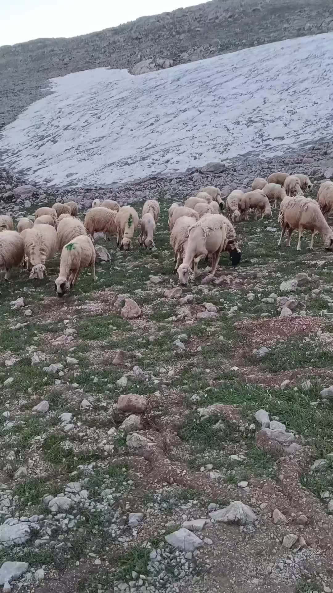 @celal7403