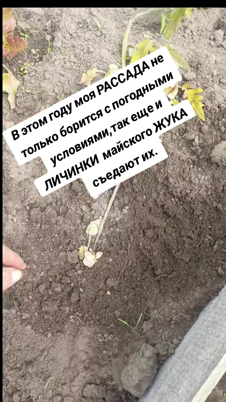 @Оленька