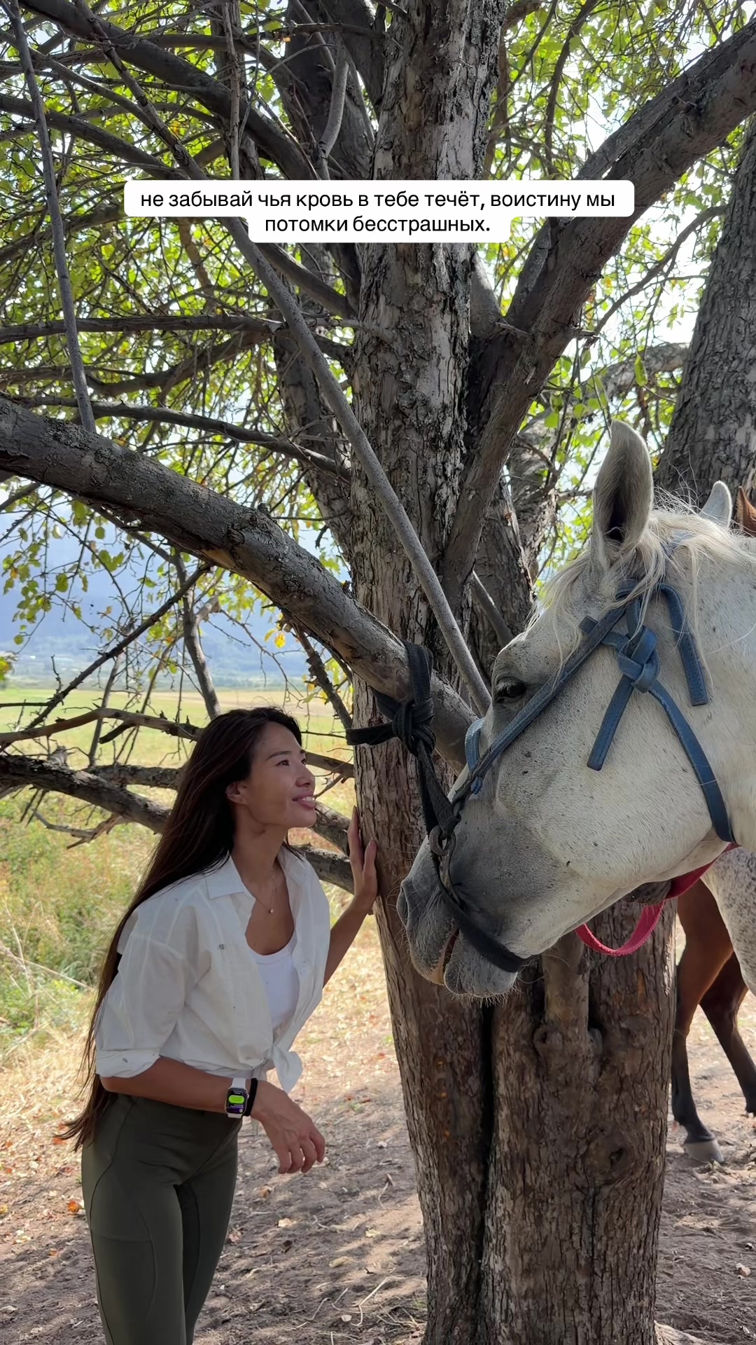@tulpar_horses
