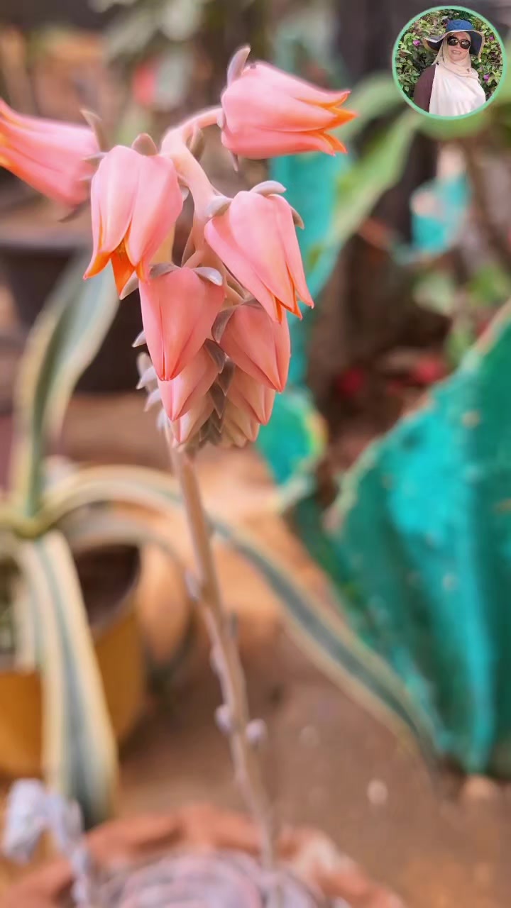 @جنتى