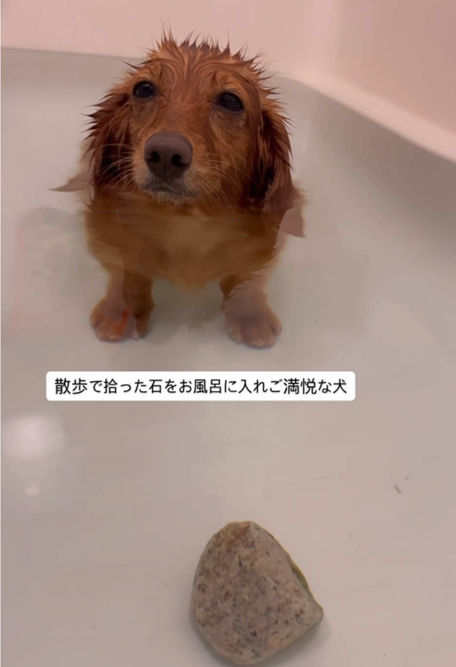 @しばいぬ