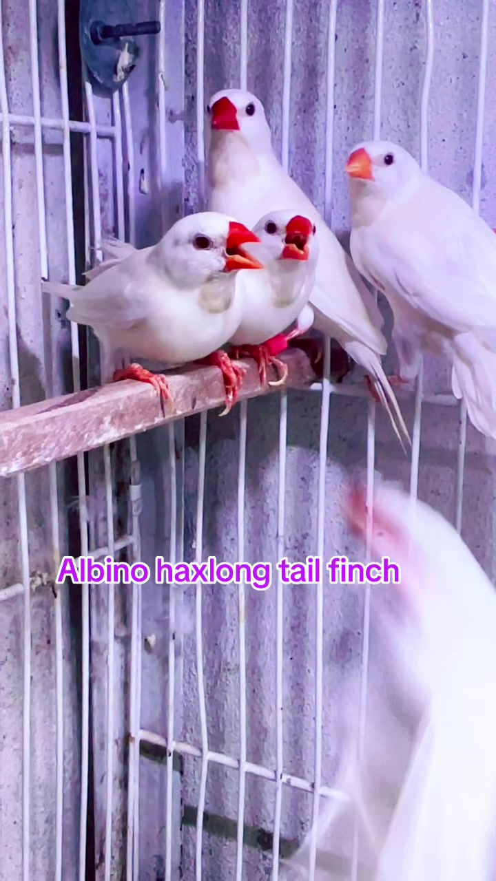 @Lala Aviary