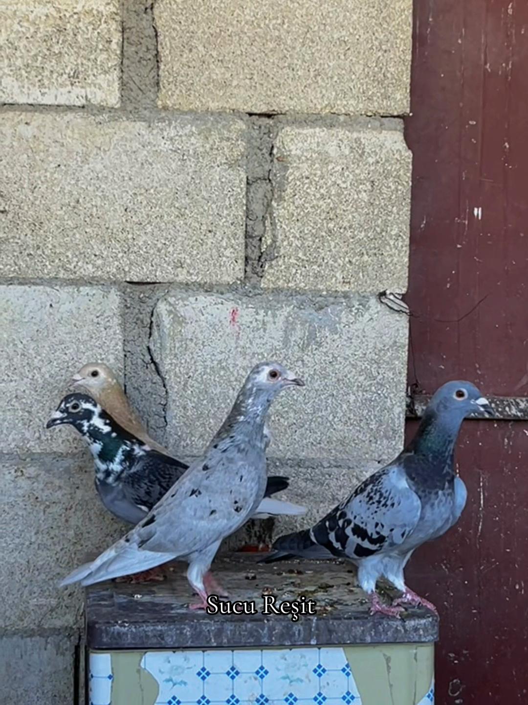 @Abdul Reşit Arıcak