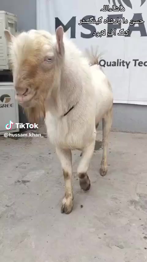 @MS Farm